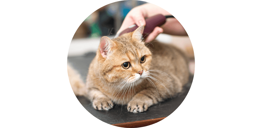 Matériel de toilettage professionnel pour chat