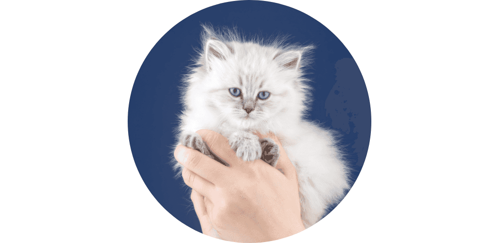 Hygiène et soin du chaton