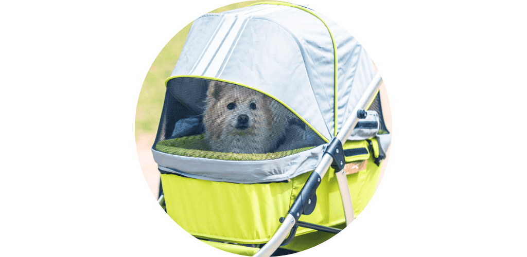 Poussette pour chien handicapé