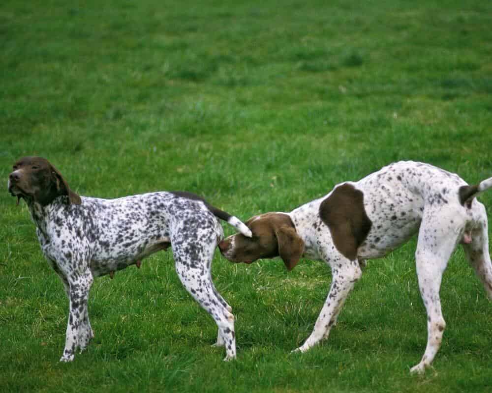 Comment calmer les hormones d’un chien ?