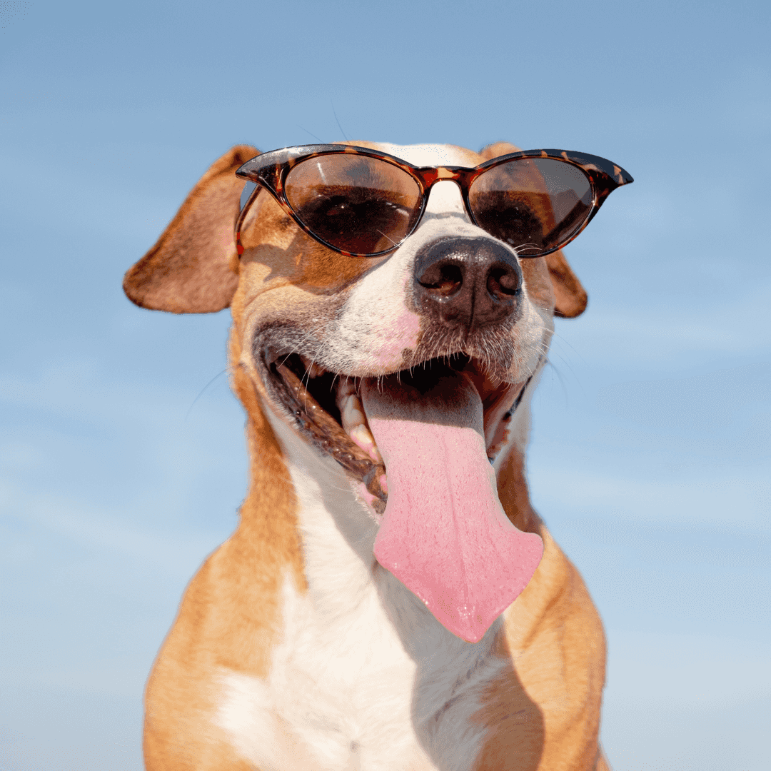 Porter des lunettes de soleil