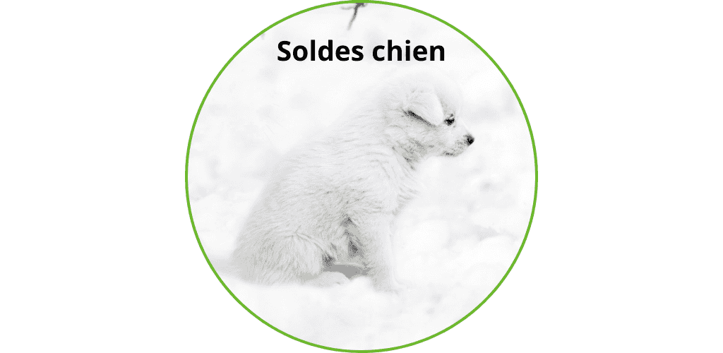 Soldes chien