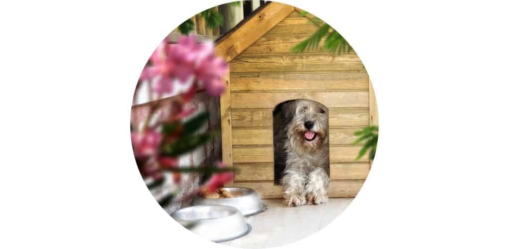 Accessoires pour niche