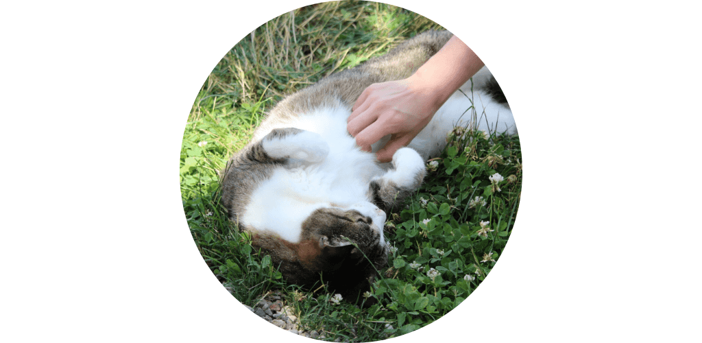 Trouble digestif du chat