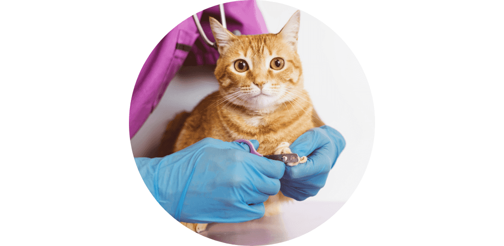 Outillage et nursery pour chat