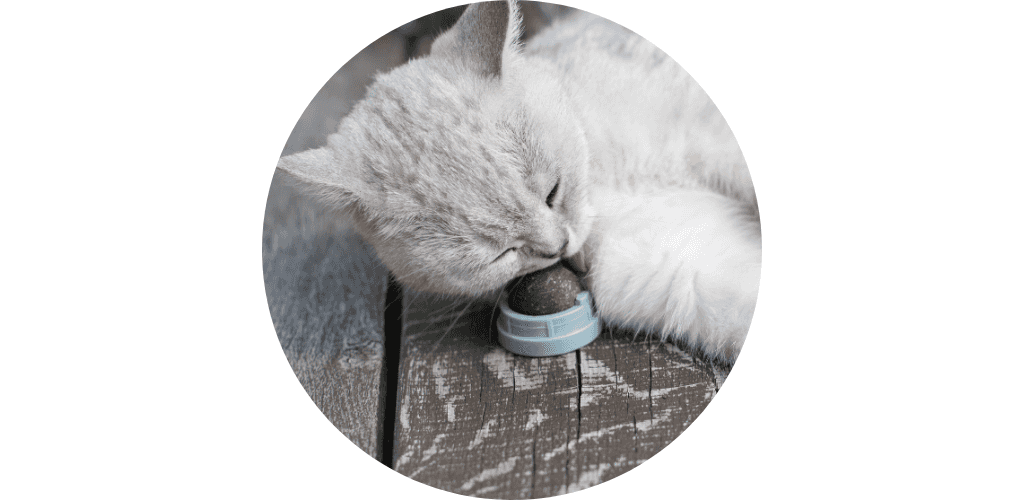 Jouet naturel pour chat