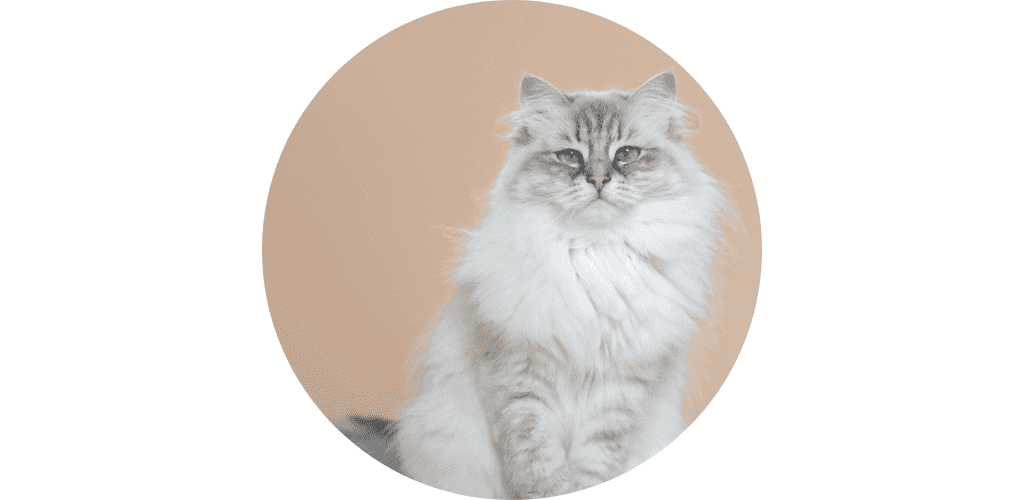 Ramasse poils pour chat