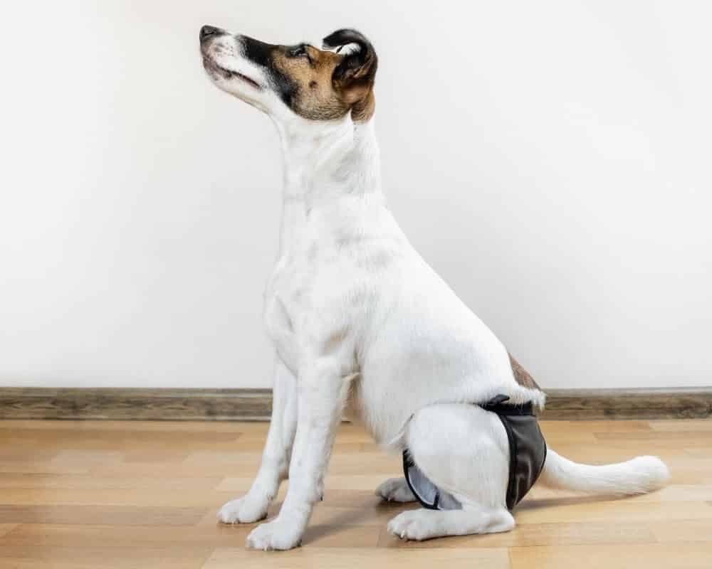 Pourquoi mon chien a des fuites ?