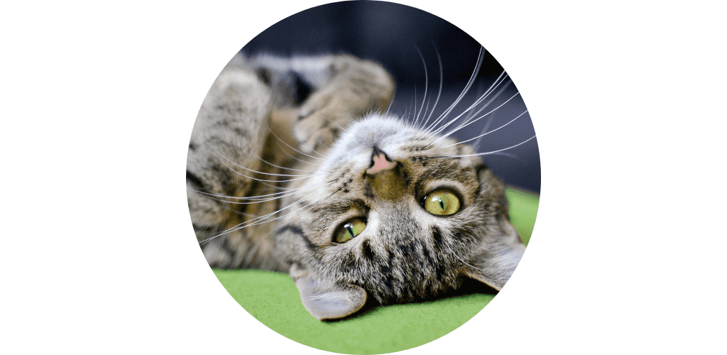 Insuffisance rénale du chat