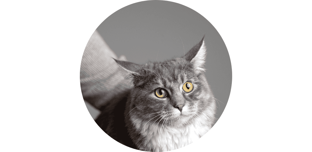 Coloration pour chat