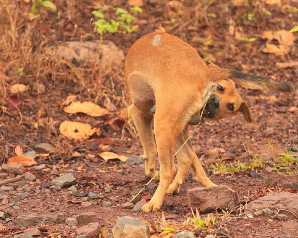 Comment savoir que mon chien a des vers ?