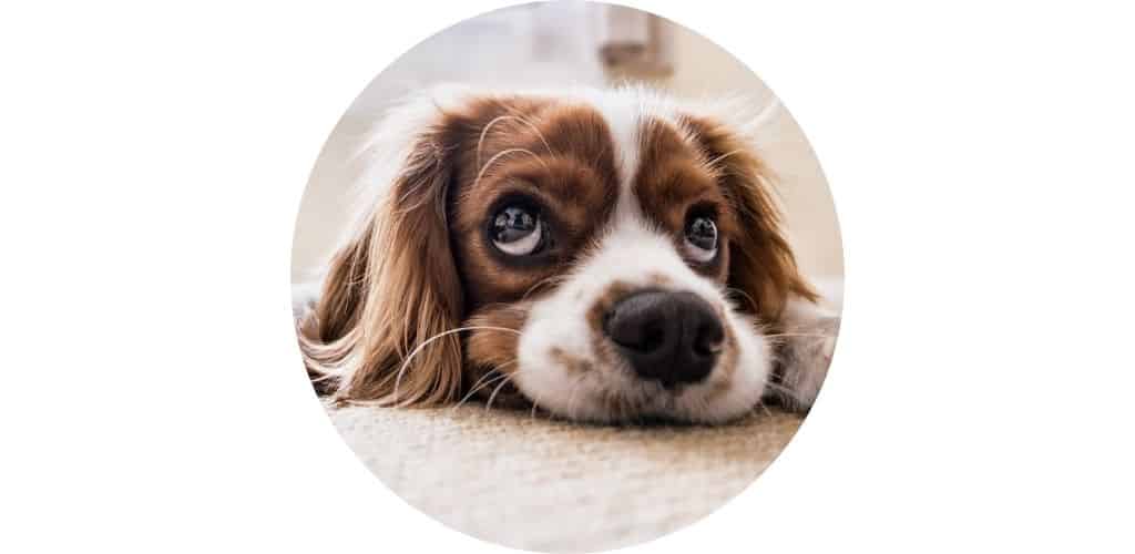 Stress du chien