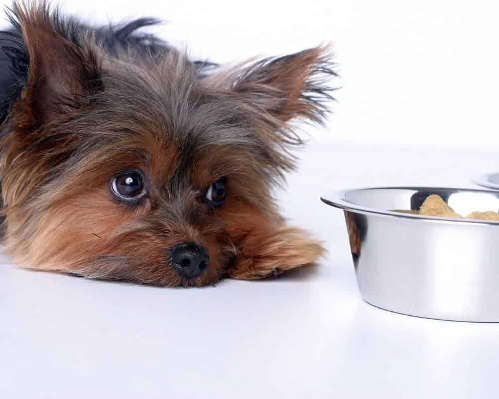 Comment donner du Smecta à mon chien ?