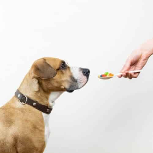 Pourquoi mon chien fait-il des selles molles ou liquides ?