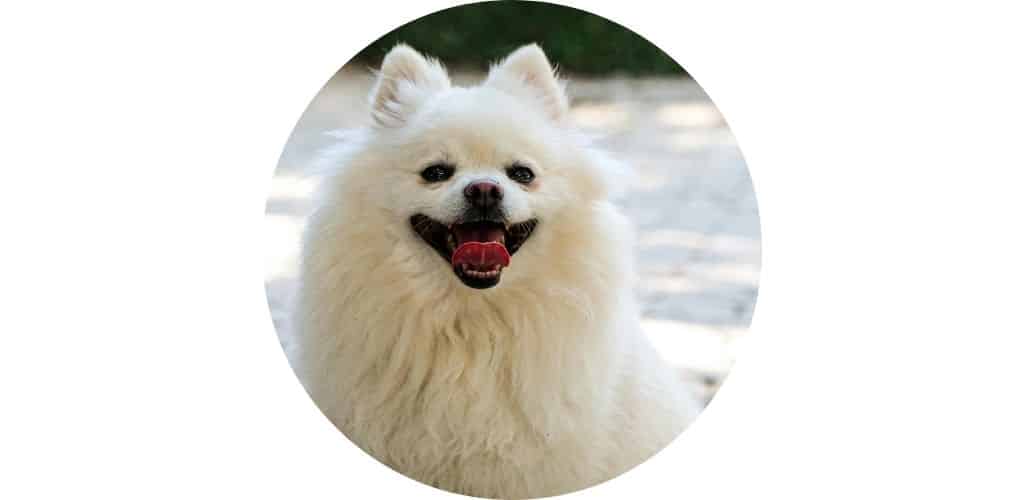 Pelage du chien