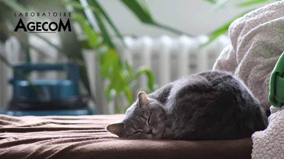 Agecom produits pour chats