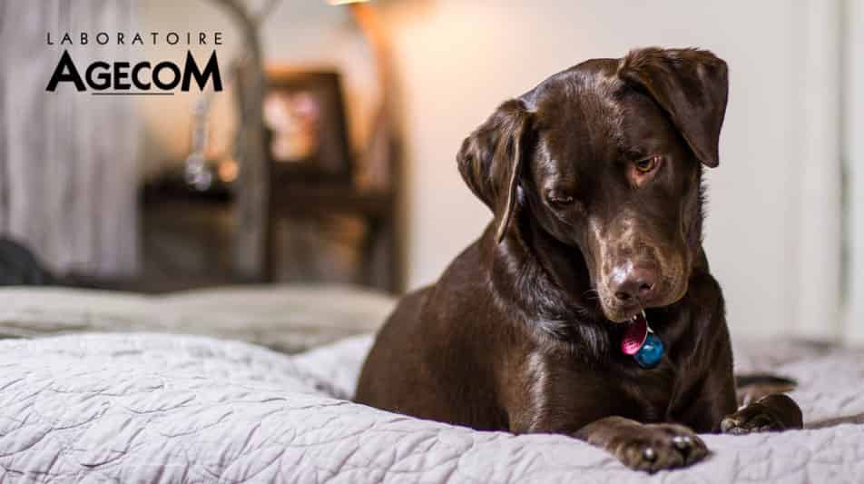 Marque Agecom produits pour chiens