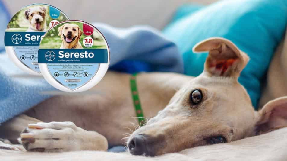 Bayer pour chien