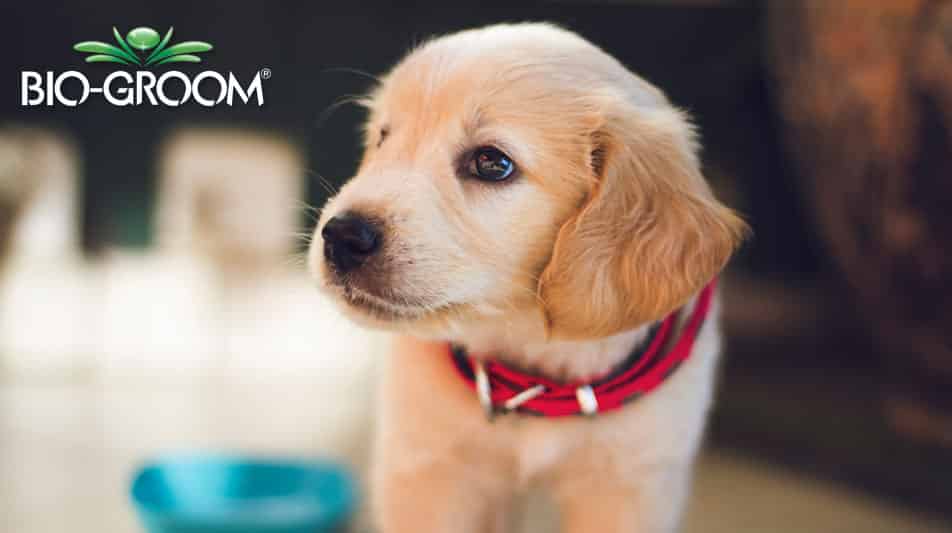 Biogroom produits de soins pour animaux