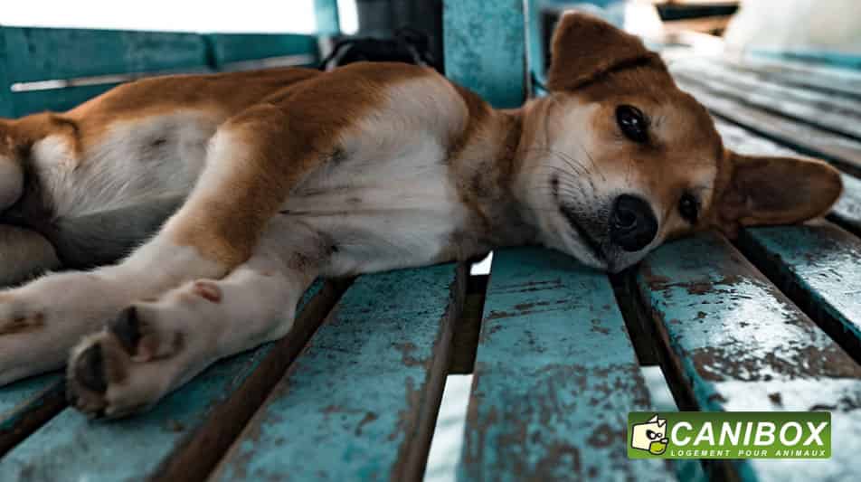 Canibox logement pour animaux