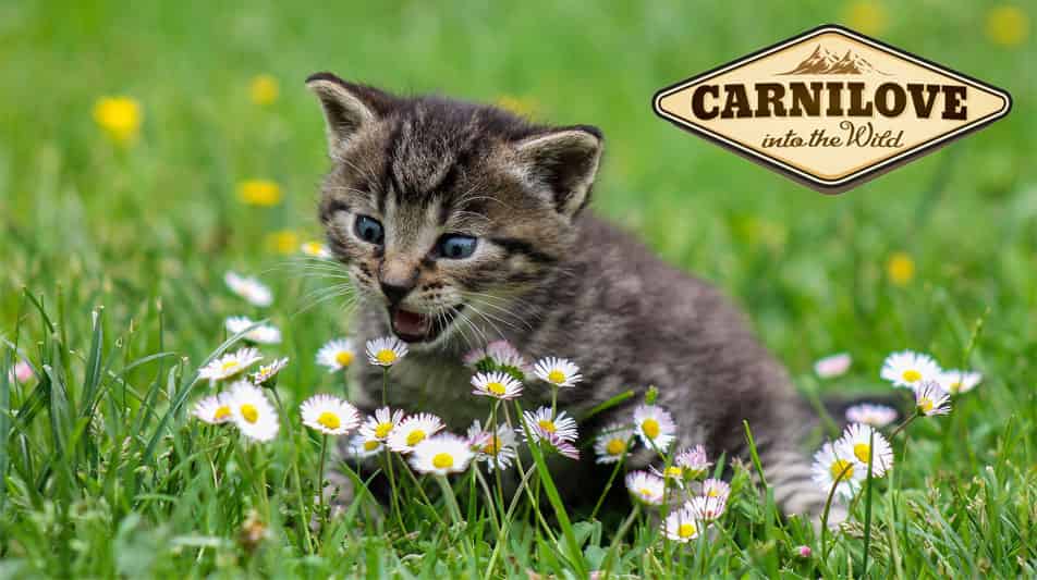 Carnilove aliment pour chat