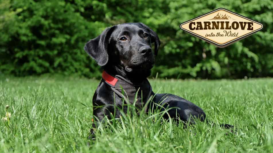 Carnilove alimentation pour chien