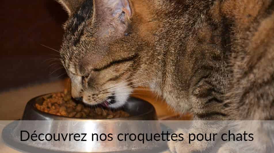 Sélection de croquettes pour chat