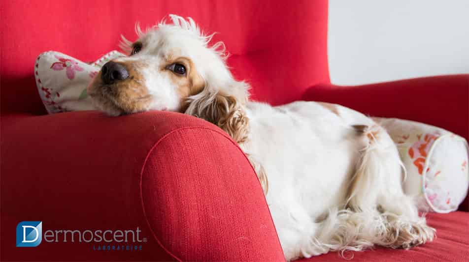 Dermoscent  spécialisés dans les produits dermatologiques pour chien