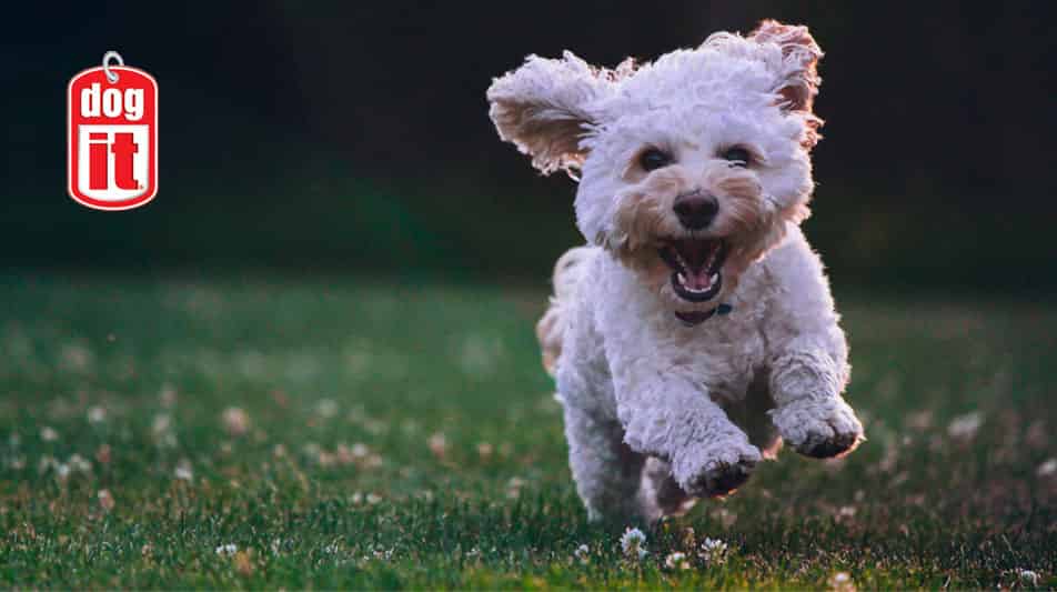 Produits pour chien Dog it