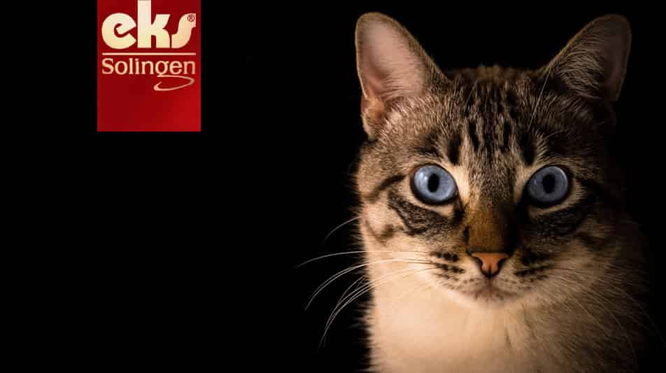 Solingen accessoires de toilettage pour chats