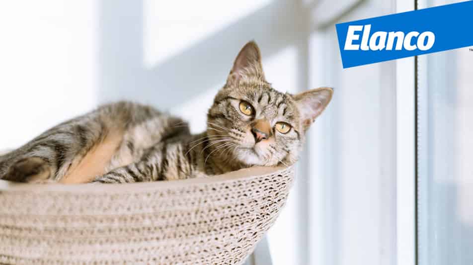 Laboratoire pharmaceutique ELANCO médicaments pour animaux