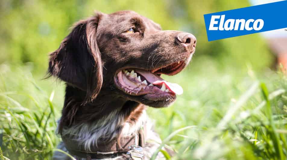 Laboratoire pharmaceutique ELANCO médicaments pour animaux