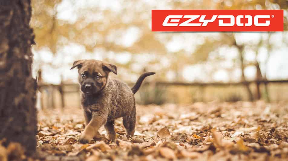 Ezydog fabriquant d'articles outdoor pour chiens