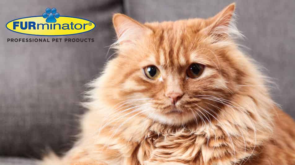 Etrille furminator pour chats