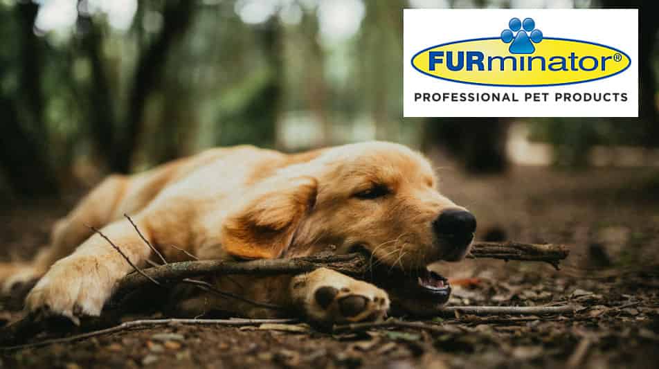 Etrille furminator pour chiens