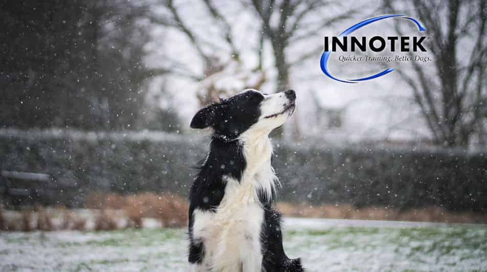 Innotek dressage des chiens