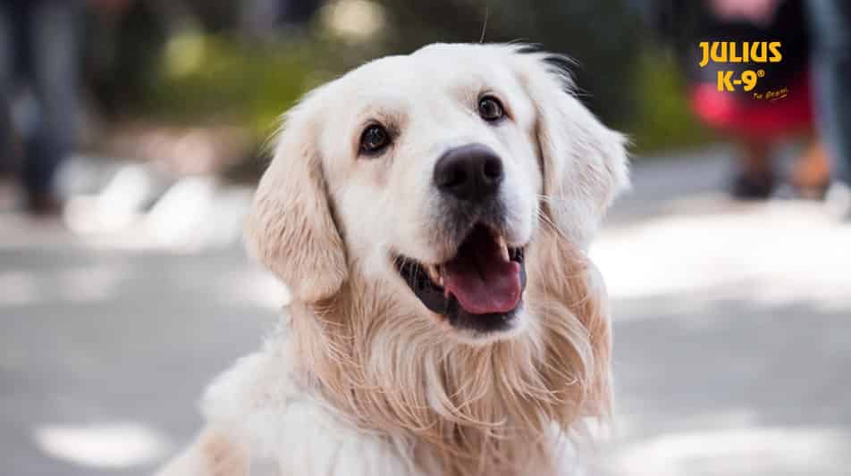 Harnais pour chiens julius k9