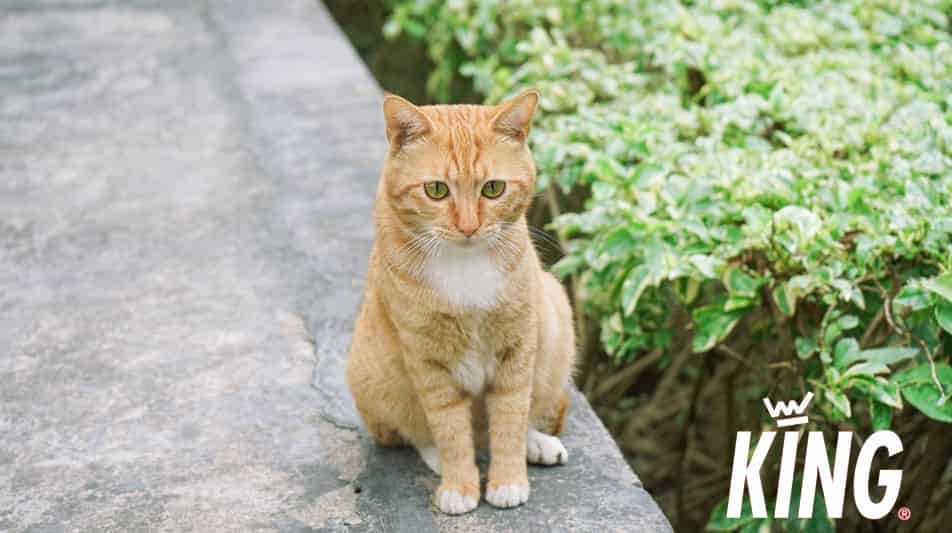 King produits d'hygiène pour chats
