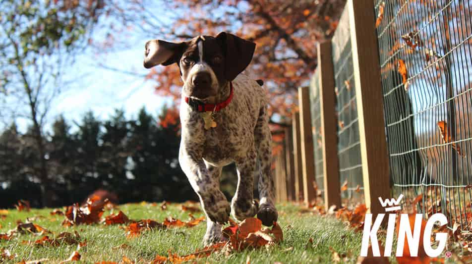 King produits d'hygiène pour chiens