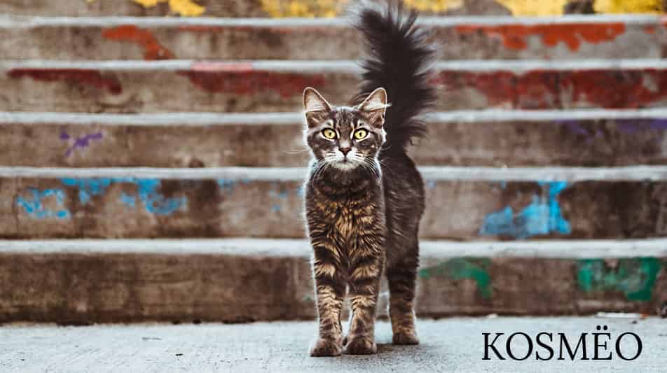 Kosméo shampoings pour chats