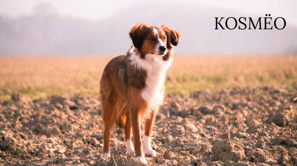 Kosméo shampoings pour chiens
