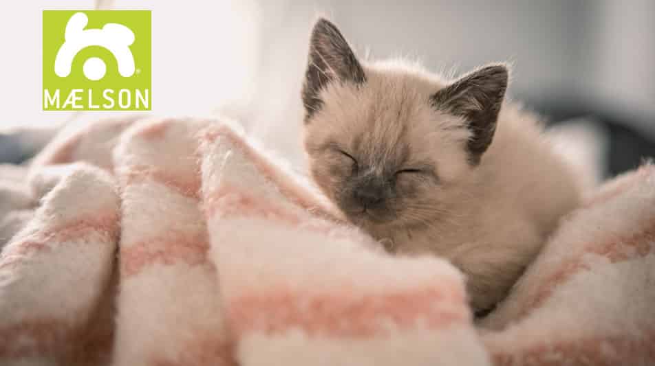 Maelson canapé pour chat