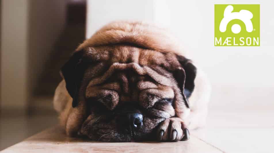 Maelson canapé pour chien