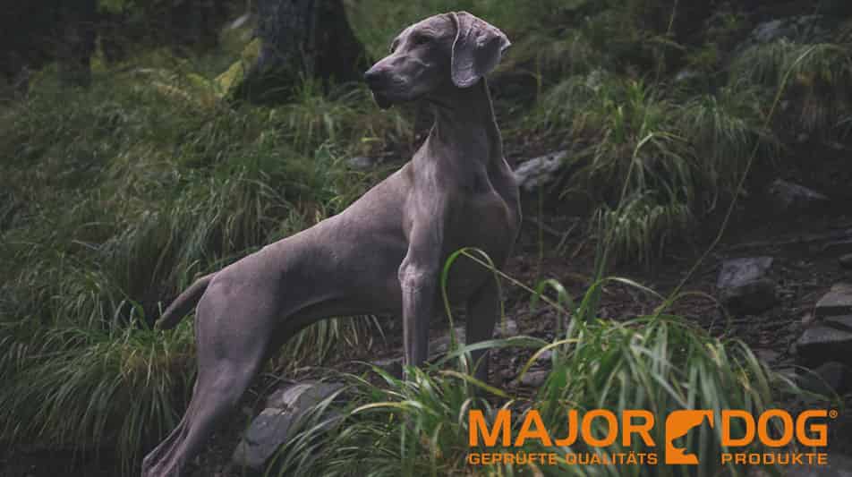 Major Dog article