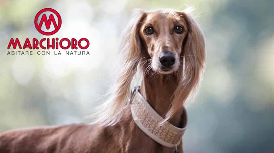 Marchioro fabricant d'articles pour chiens