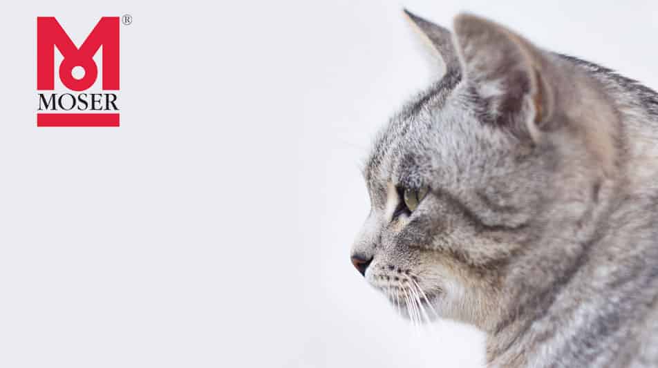 Moser tondeuses pour chat