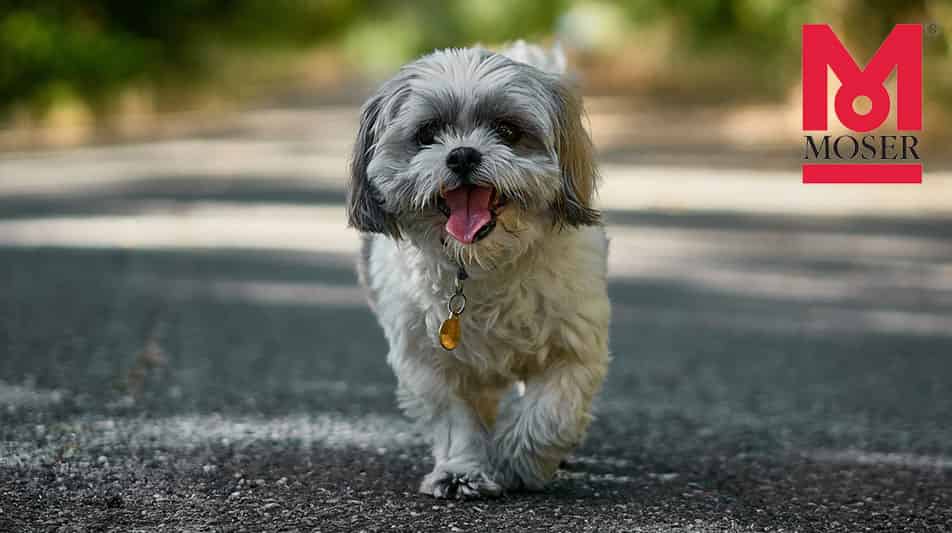 Moser tondeuses pour chien