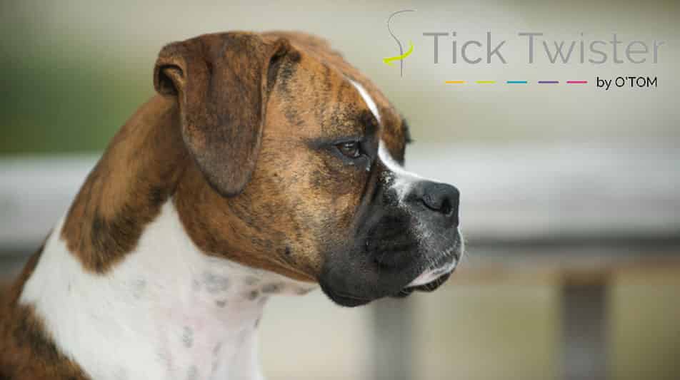 O'tom pince à tiques pour chiens