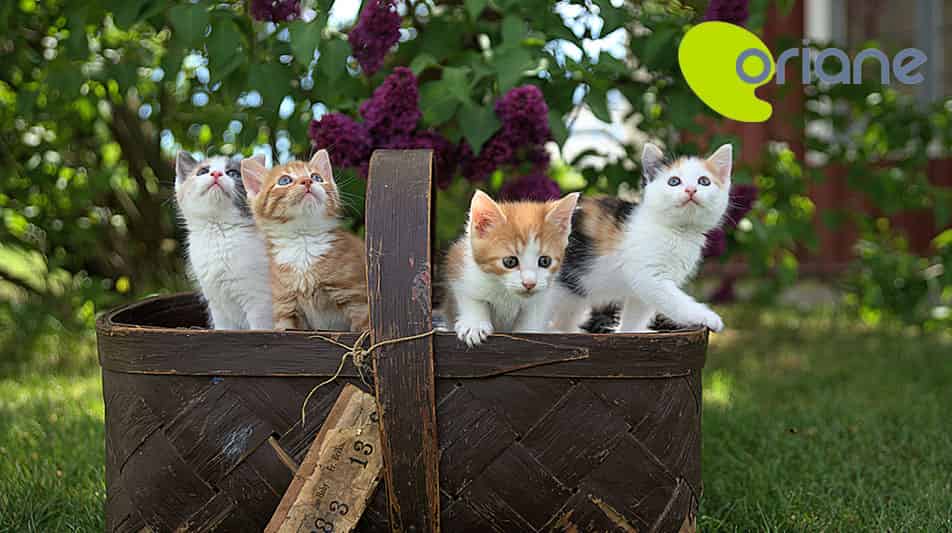 Oriane colostrum pour chatons