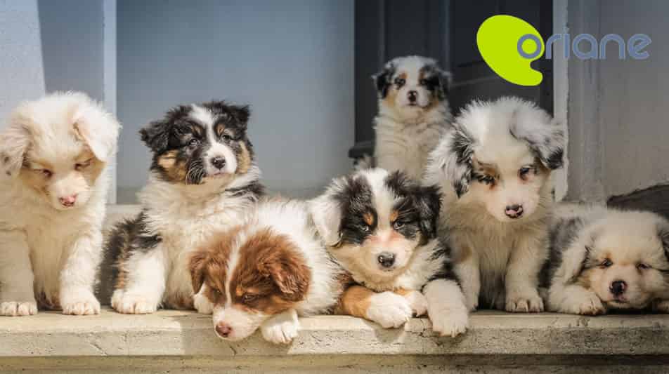 Oriane colostrum pour chiots